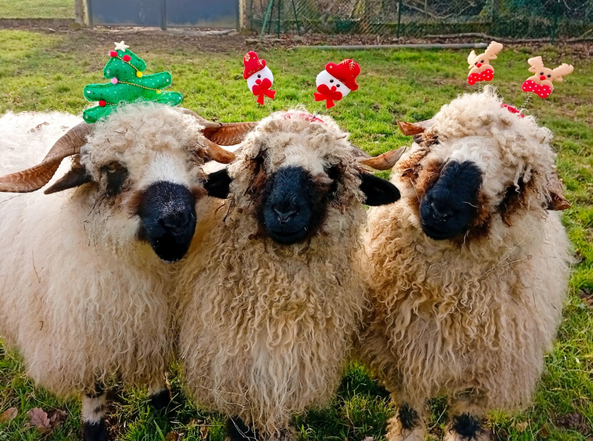 Mouton dans le pré